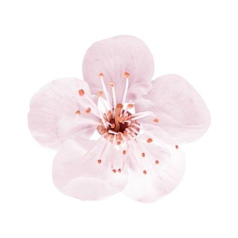 Icon Pfp, Pink Flower, Cute Pink, Not Mine, Pink, White