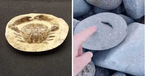 How To Tell if There's a Fossil Inside a Rock (Expert Tips!) - Rock Seeker Rockhounding Tools, How To Identify Rocks, Gem Hunting, Rock Carving, Gem Hunt, Rock Identification, Fossil Hunting, Rocks And Fossils, Rock Hunting