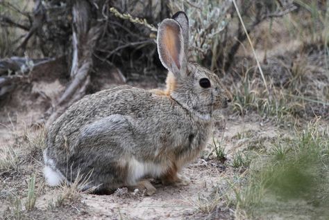 Cotton Tail Rabbit, Sage Brush, Saving Animals, Pet Bunny Rabbits, Rabbit Pictures, Pet Bunny, Bunny Pictures, Fairytale Art, Rodents