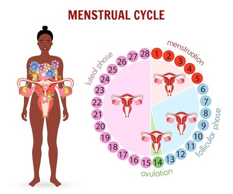 Vector female and stages of the menstrua... | Premium Vector #Freepik #vector #menstruation #period #menstrual #infertility Women Menstrual Cycle, Menstrual Cycle Aesthetic, Four Stages Of Menstrual Cycle, Understanding Menstrual Cycle, Menstruation Cycle, Women’s Menstrual Cycle, The Menstrual Cycle, Menstrual Cycle Memes Funny, Premium Vector