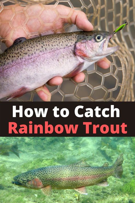 See the best bait and lures for catching Rainbow Trout. Learn how to #fish each #trout bait and lure. See how stocked rainbow trout are a great and easy fish to catch once you understand what they ate growing up in hatcheries. Use these trout fishing strategies on any stocked pond, lake, or river. These simple trout fishing methods are guaranteed to get you a stocked trout on your next fishing trip. Best Trout Lures, Lake Trout Fishing, Trout Fishing Lures, Fish Types, Fishing Hacks, Lake Trout, Rainbow Trout Fishing, How To Fish, Trout Fishing Tips