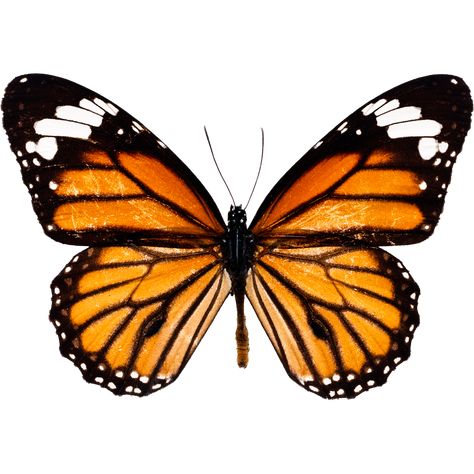 Monarch Butterflies Photography, Butterfly Drawings, Butterfly Vinyl, Butterfly Png, Photo Clipart, Butterfly Illustration, Butterfly Clip Art, Butterfly Photos, Butterfly Drawing