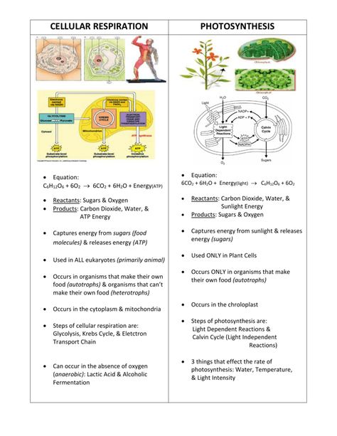 Free essays, homework help, flashcards, research papers, book reports, term papers, history, science, politics Photosynthesis And Cellular Respiration Projects, Cellular Respiration Notes Biology, Photosynthesis Notes Biology, Cellular Respiration Notes, Cellular Respiration And Photosynthesis, Photosynthesis Notes, Respiration In Plants, Cellular Respiration Activities, Photosynthesis Projects