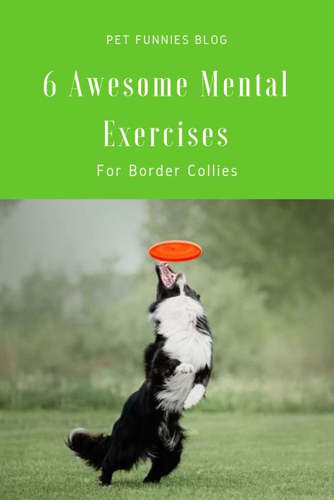 Games For Border Collies, Border Collie Puppy Training, Games For Puppies, Border Collie Colors, Caine Husky, Border Collie Training, Beach Dogs, Mental Exercises, Dog Needs