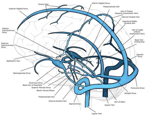 Anatomy Head, Interventional Radiology, Gross Anatomy, Brain Surgeon, Craniosacral Therapy, Basic Anatomy And Physiology, Brain Anatomy, Medical School Studying, Brain Science