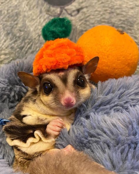 Suger Gliders Flying, Sugar Glider Aesthetic, Sugar Glider Habitat, Sugar Glider Cute, Cute Sugar Glider, Sugar Glider Baby, Sugar Glider Pet, Sugar Glider Cage, Cute Animal Tattoos