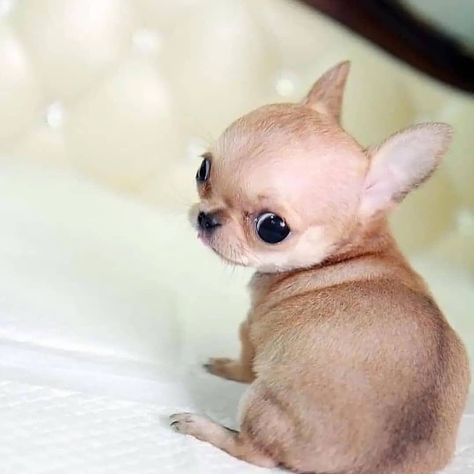 Photo by Chihuahua on October 14, 2021. May be an image of dog. Chiwawa Puppies, Puppy Chihuahua, Teacup Chihuahua Puppies, Very Cute Puppies, Chihuahua Puppy, Teacup Chihuahua, Animals Amazing, Very Cute Dogs, Really Cute Dogs