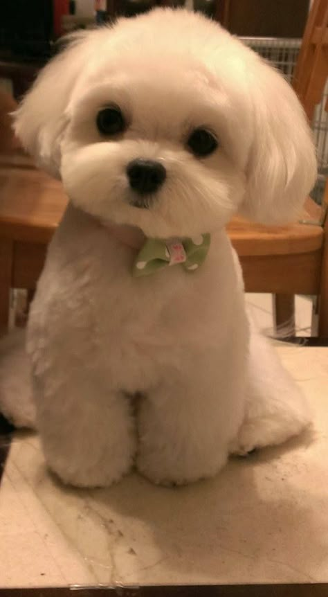 Anjing Maltese, Cele Mai Drăguțe Animale, Dog Haircuts, Psy I Szczenięta, Haircut Styles, Maltese Puppy, Maltese Dogs, Shih Tzu Puppy, Teacup Puppies