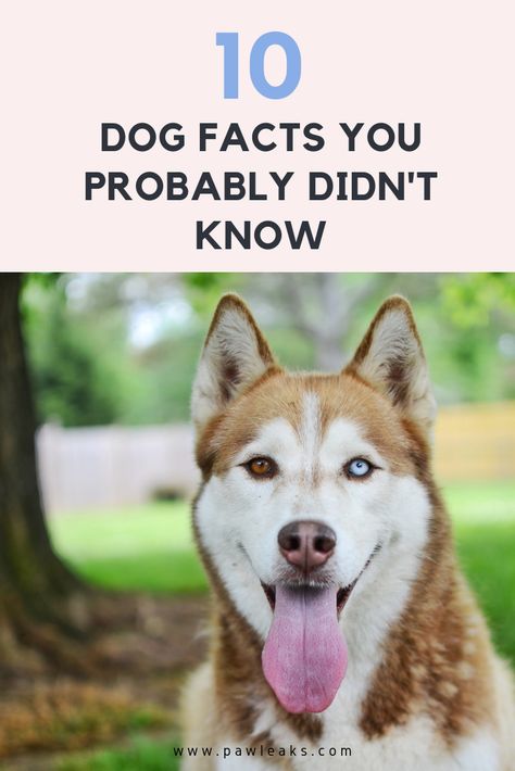 Beagle Dog Facts, Dog Facts Interesting, Fun Facts About Dogs, Husky Pet, Dog Infographic, Puppy Facts, Grooming Business, Rare Dogs, Cool Dog Houses