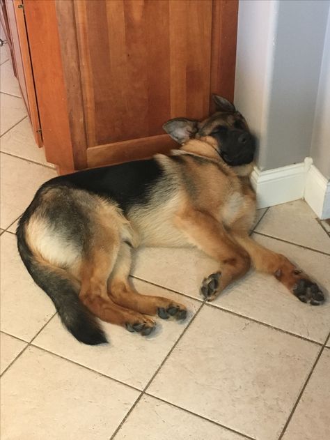 German shepherd dog sleeping German Shepherd Sleeping, German Shepherd Side View, German Sheperd Dogs, Dog Sleeping, Goofy Dog, Scary Dogs, Dream's Cat, German Shepards, Gsd Puppies