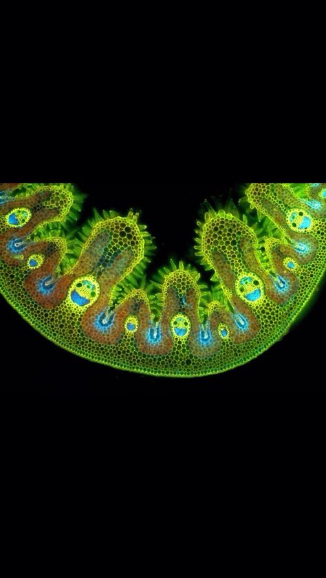 Grass under a microscope :D Grass Under Microscope, Germs Under A Microscope, Nature Under Microscope, Moss Under Microscope, Cells Under A Microscope, Bacteria Under Microscope, Cells Under Microscope, Microscopic Art, Science Pics