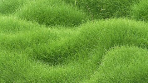 Seeding Lawn, Grass Background, Grass Wallpaper, Wallpaper Texture, American Garden, 타이포그래피 포스터 디자인, Free Desktop Wallpaper, Grasses Garden, Grass Field