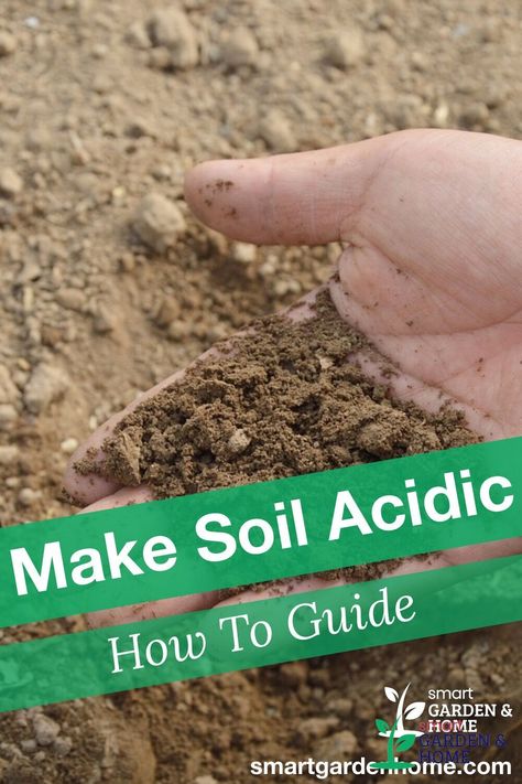 When preparing soil for your garden, know that different plants have different needs. But in general, most plants likes a soil that is slightly more acidic. Find out how to make Soil Acidic. https://smartgardenhome.com/gardening-how-to/prepare-soil/make-acidic/?utm_source=pinterest&utm_medium=smartgardenhome&utm_campaign=publer #acidicsoil Organic Insecticide, Canyon Ranch, Old Garden, Organic Pesticide, Acid Loving Plants, Black Canyon, Organic Vegetable Garden, Smart Garden, Organic Gardening Tips