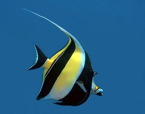 Moorish Idol Fish, Moorish Idol, Fish Photos, Saltwater Aquarium Fish, Salt Water Fish, Ocean Fish, Beautiful Sea Creatures, Marine Fish, Cute Fish