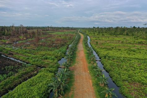 Peat Soil, Carbon Cycle, Carbon Sink, Marine Plants, Carbon Sequestration, Mangrove Forest, Forest Plants, Marine Ecosystem, Our Earth