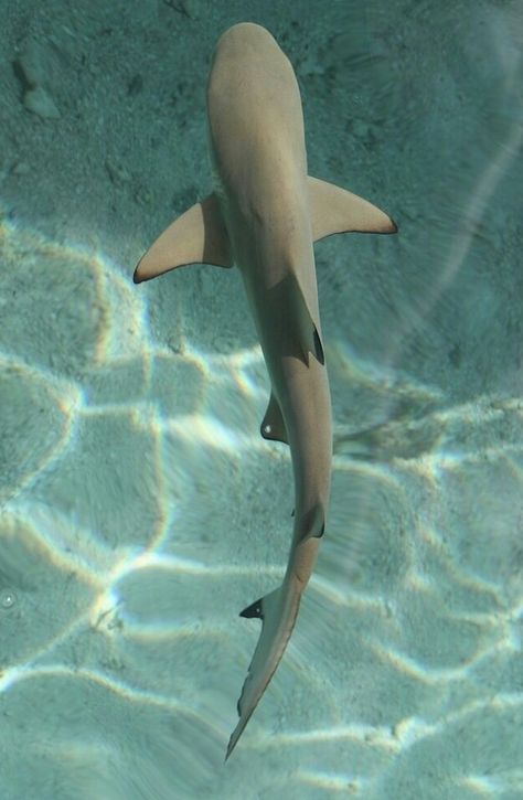 Top view of Black Tip Shark Black Tip Shark, Shark Photos, Shark Pictures, Shark Drawing, Nurse Shark, Shark Art, Reef Shark, Shark Tattoos, Beautiful Sea Creatures