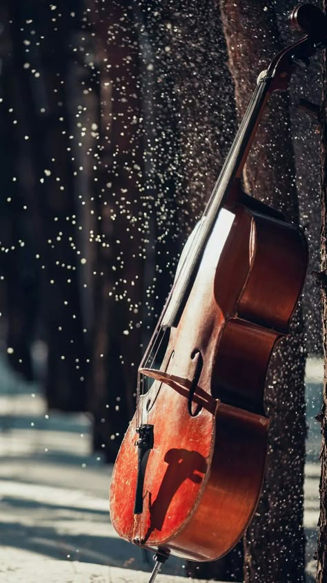 When you forget that you left your cello in a forest. Chello Instruments, Cello Art, Cello Photography, Old Violin, Music Bag, Cello Music, Music Drawings, Cellos, Violin Music