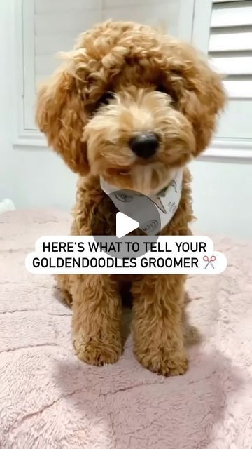 Matthews Legacy Farm | Goldendoodle Breeder on Instagram: "Save this for when you go to the groomers next ✔️ Doodle Teddy Bear Haircut 🧸 1.25 inches on body 2 inches on head Small notch saved between eyes Rounded muzzle and ears Long feathered and tapered tail Rounded paws You’ll never have a bad haircut again ✂️ #GoldendoodleGrooming #NeverHaveABadHairCut #GoldendoodleGroomTime #TeddyBeatHaircut #DoodleHairCut #matthewslegacyfarm" Doodle Teddy Bear Haircut, Teddy Bear Haircut, Teddy Bear Doodle, Teddy Bear Goldendoodle, Goldendoodle Haircuts, Goldendoodle Grooming, Goldendoodle Breeders, Puppy Cut, Bad Haircut