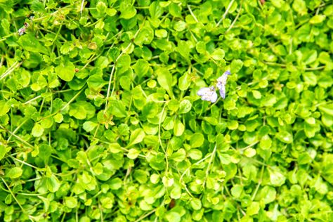 Creeping Mazus (Mazus reptans) is a fast-growing, attractive perennial ground cover that produces delightful little purple-blue flowers in the summer. Mazus Ground Cover, Mazus Plant, Creeping Mazus, Mazus Reptans, Phlox Plant, Grass Alternative, Diy Exterior, Perennial Ground Cover, Creeping Phlox