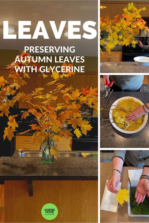 Preserve Leaves With Glycerin, Preserving Leaves With Glycerin, Pressing Fall Leaves, How To Preserve Fall Leaves, Fall Leaf Projects, Preserving Fall Leaves, Waxed Leaves, Preserving Leaves, Vegetable Glycerin Uses