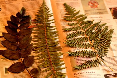 How to Dry Ferns for Framed Botanicals Perserving Flowers, Pressed Flower Crafts, Fern Frond, Bathroom Plants, Botanical Decor, Framed Botanicals, Floral Craft, Southern Hospitality, Diy Decorating