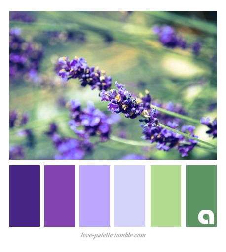 Indoor Lavender Plant, Lavender Plant Care, Lavender Color Palette, Design Seed, Seeds Color, Purple Palette, Color Concept, Purple Color Palettes, Color Lavanda