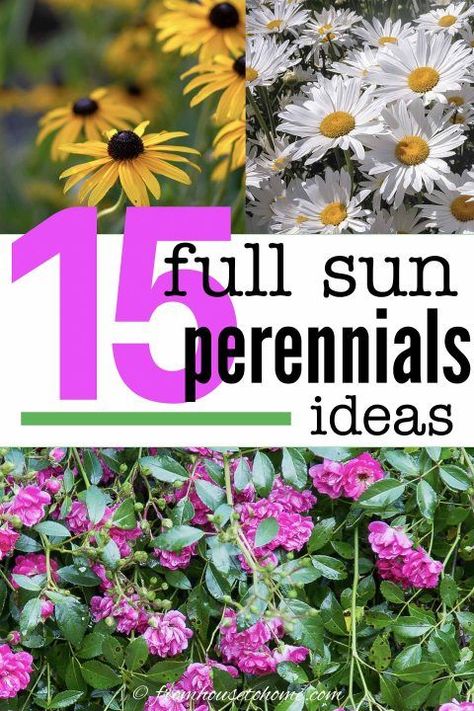 I LOVE these full sun perennials! Lots of pink and purple flowers as well as ornamental grasses. So many options for your garden landscaping. #fromhousetohome #perennials #gardeningtips #gardenideas #lowmaintenancegarden #sunperennials Full Sun Perennials Low Maintenance, Garden Design Low Maintenance, Perennials Low Maintenance, Low Maintenance Perennials, Full Sun Garden, Shasta Daisies, Full Sun Perennials, Easy Plants To Grow, Garden Border