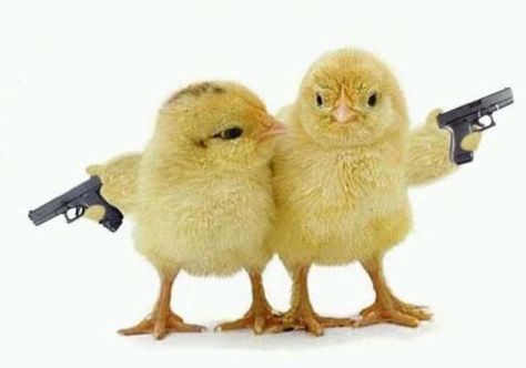 Chicks With Guns New Year Wishes Funny, Pollo Animal, Funny Facebook Cover, New Year Jokes, Happy New Year Funny, New Year Meme, Funny New Year, Happy New Year Images, Baby Chickens