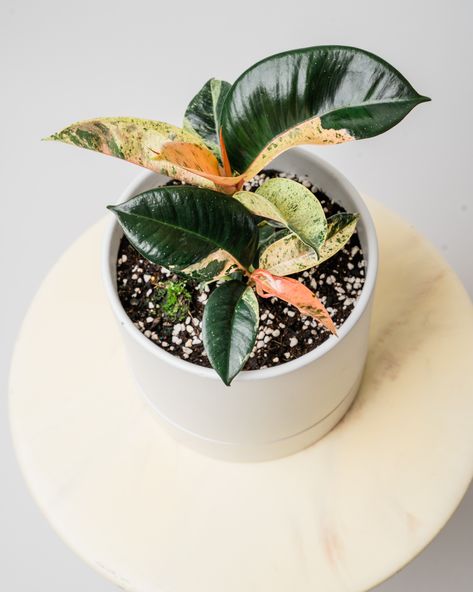 Ficus Elastica Shivereana, Plants In Interior, Ficus Shivereana, Plant Party, Small Indoor Plants, Plant Wishlist, Ficus Elastica, Plants Are Friends, Indoor Plant Care