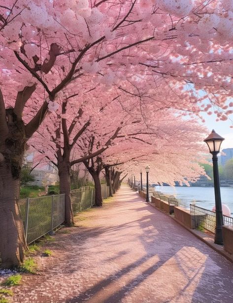 Spring Landscape Photography, Aesthetic Artsy, Japan Spring, Go For A Walk, Sakura Tree, Pretty Landscapes, Aesthetic Japan, Fantasy Places, Beautiful Locations Nature