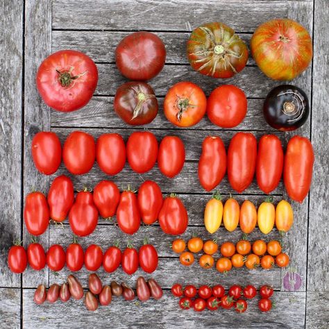 Paul Robeson, Garden Inspiration, Say Hello, Tomatoes, Seeds, Rainbow, Stuffed Peppers, On Instagram, Instagram