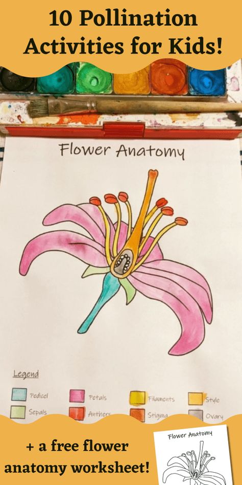 Pollination activity ideas to try in your classroom! Pollination Activities For Kids, Pollinator Activities, Pollination Activity, Flower Anatomy, Science Unit Studies, Forest Crafts, Farm School, Nature School, Plant Life Cycle