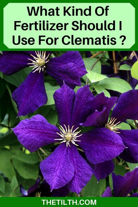 Where To Plant Clematis, Clematis Propagation, Perineal Flowers, Clematis In Pots, Clematis Trellis Ideas, Condo Garden, Growing Clematis, Clematis Care, Clematis Trellis