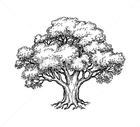 Stock illustration: Ink sketch of oak tree. Hand drawn vector illustration isolated on white background. Retro style..  3.3 MB. -1 x -1. From $10. Royalty free vector, graphic, illustration. Download ... Oak Tree Drawings, Tree Drawing Simple, Tree Drawings Pencil, Tree Sketches, Siluete Umane, Landscape Sketch, Ticket Invitation, Hand Drawn Vector Illustrations, Ink Illustration