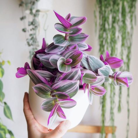 Tradescantia nanouk: growth update, propagation + FAQ’s – HOUSEPLANTHOUSE Wondering Jew, Wandering Jew Plant, Tanaman Indoor, Wandering Jew, Plant Goals, نباتات منزلية, Purple Plants, Pink Plant, Tiny Plants