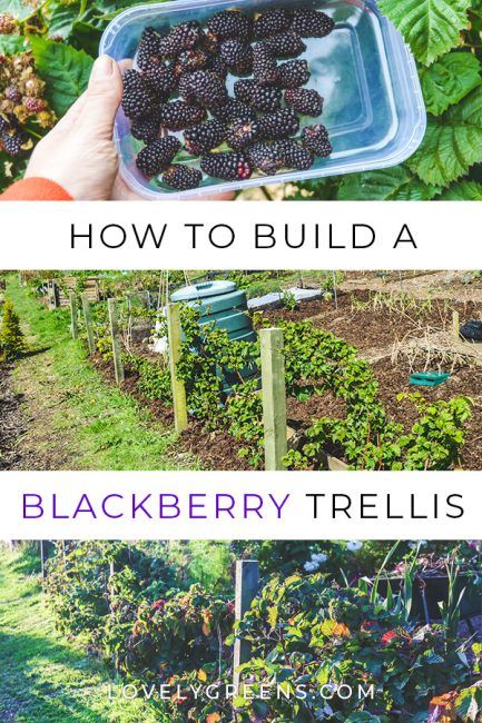 How to build a Blackberry Trellis: a simple way to grow thornless blackberries. Wood, wire, and eyelet screws are all you need to build a simple blackberry trellis. This is an inexpensive way to grow thornless blackberries in the vegetable garden. There's a video showing how I built mine at the end of this piece #lovelygreens #growyourown #vegetablegarden #diygarden #blackberries #gardening #gardeningtips Berry Trellis, Blackberry Trellis, Growing Berries, Thornless Blackberries, Plantarea Legumelor, Blackberry Plants, Growing Blackberries, Fruit Growing, Berry Patch