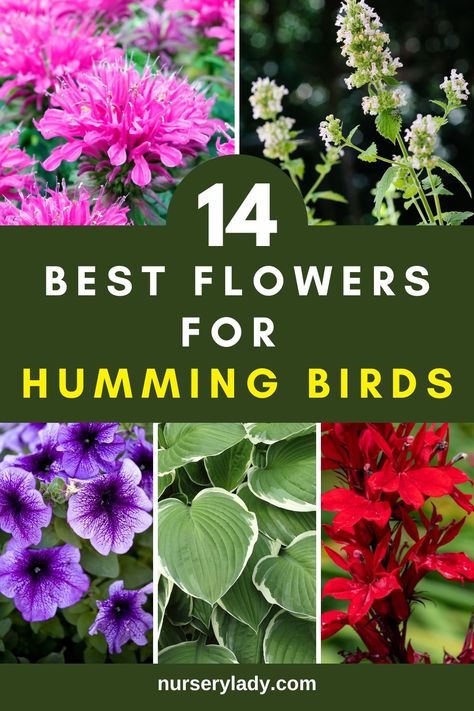 Hummingbird-friendly flowers, 
Nectar-rich blooms, 
Attracting hummingbirds to garden, 
Flowering plants for hummingbird habitat, 
Gardening for hummingbird visitors, 
Colorful blooms for hummingbird feeders, 
Perennial flowers for hummingbird gardens,
Native plants for hummingbird attraction, 
Blooming flowers for hummingbird migration
Creating a hummingbird-friendly garden,
Flowering perennials for hummingbird feeders, 
Attracting hummingbirds with garden flowers Best Hummingbird Flowers, Hummingbird Garden Plan, Flowers For Hummingbirds, Flowers Hummingbirds Like, Plants For Hummingbirds, Hummingbird Garden Flowers, Flowers To Attract Hummingbirds, Attracting Hummingbirds, Hummingbird Colors