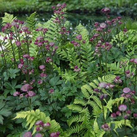 Shade Garden Design, Shade Garden Plants, Woodland Plants, Evergreen Garden, Shade Perennials, Garden Shrubs, Have Inspiration, Woodland Garden, Plant Combinations