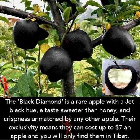 The 'Black Diamond! is a rare apple with a Jet black hue, a taste sweeter than honey, and crispness unmatched by any other apple. Their exclusivity means they can cost up to $7 an apple and you will only find them in Tibet. – popular memes on the site ifunny.co Sweeter Than Honey, Interesting Facts About World, Wow Facts, Black Apple, रोचक तथ्य, Unbelievable Facts, Alam Semula Jadi, Permaculture, Tibet