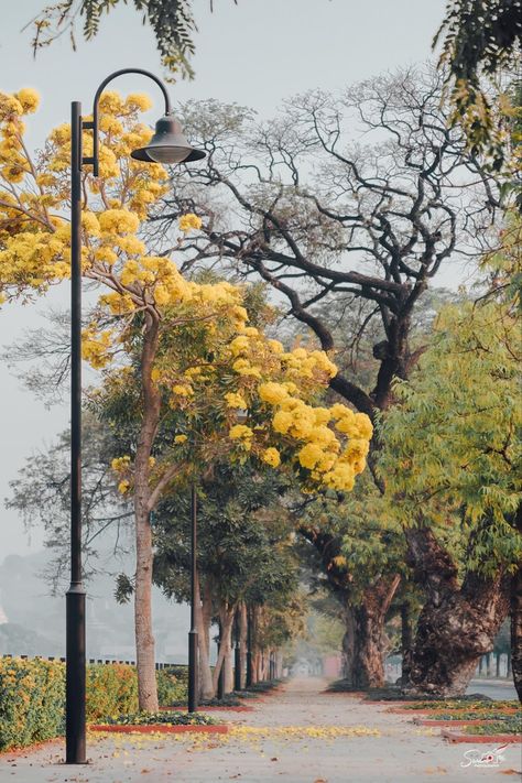 #MyanmarFlowers #Spring #March #2021 နောက်ခံ Background, သင်္ကြန် Photo, Myanmar Photo, Happy Birthday Photo Editor, Backyard Retaining Walls, Mandalay Myanmar, Anime Blue Hair, Biker Photography, Legend Wallpaper