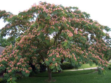 Mimosa Tree (AKA Silk Tree) Albizia julibrissin 25x30 Zones 6-9 Bloom: pink Persian Silk Tree, Mimosa Tree, Albizia Julibrissin, Plant Catalogs, Silk Tree, Pink Trees, Tree Care, How To Attract Hummingbirds, Deciduous Trees