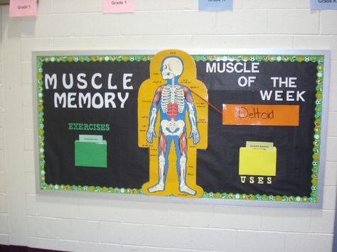 human bones Science Bulletin Board Ideas | Submitted by Jackie Ranieri who teaches at Lionville Elementary ... Athletic Training Bulletin Boards, Physical Therapy Bulletin Board Ideas, Pe Bulletin Boards Elementary, Science Bulletin Board Ideas, Pe Classroom, Physical Education Bulletin Boards, Science Bulletin Board, Pe Bulletin Boards, Health Bulletin Boards