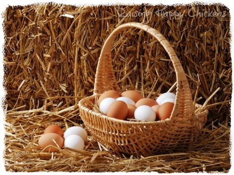 Storing fertile chicken eggs - five steps to your success. - Can't incubate your chicken eggs straight away? Here's how storing them properly ensures they stay as fertile as possible in the meantime. Basket Of Eggs, Chicken Incubator, Eggs In A Basket, Chicken Poop, Backyard Chicken Farming, Egg Incubator, Chicken Garden, Free Range Chickens, Fresh Chicken