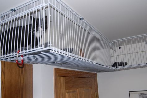 Cat Enclosure - Tunnel, Save Space ('CatWalk Is My Road' - AKahn) Cat Tunnel Indoor, Diy Cat Shelves, Floating Cat Shelves, Diy Cat Enclosure, Cat Gate, Cats Books, Cat Patio, Outdoor Cat Enclosure, Cat Run