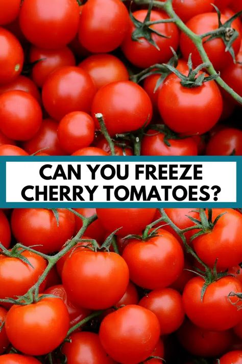 Can You Freeze Cherry Tomatoes, Freezing Cherry Tomatoes Whole, Frozen Cherry Tomatoes Recipes, Preserve Cherry Tomatoes, Cherry Tomatoes Recipes, Freezing Cherry Tomatoes, Canning Cherry Tomatoes, Tomato Bruschetta Recipe, Freezing Tomatoes