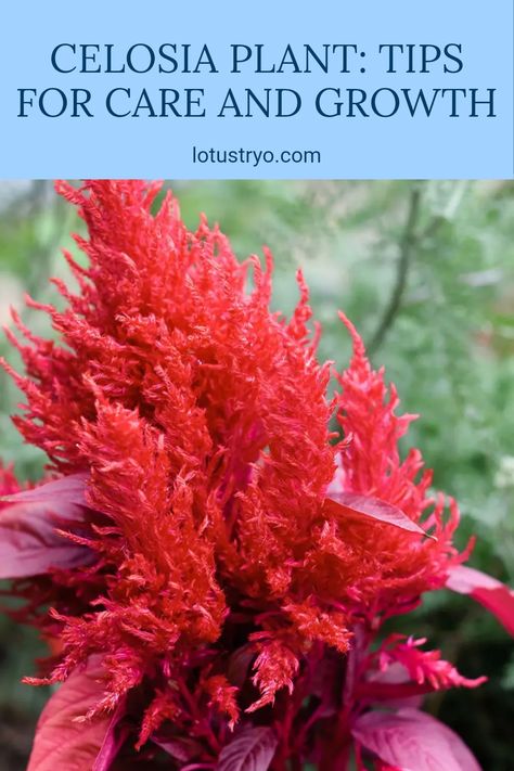 Celosia plants make beautiful additions to any garden. Growing them is simple with a few tips! Discover the best ways to plant, maintain, and even expand your Celosia collection. This colorful, hardy plant thrives in sunny settings and thrives in well-drained soil. Get beginner-friendly advice on watering, fertilizing, and pest management, and enjoy their long-lasting blooms Celosia Plant, Celosia Flower, Plant Tips, Garden Growing, Pest Management, Attract Pollinators, Growing Tips, Hardy Plants, Seed Starting