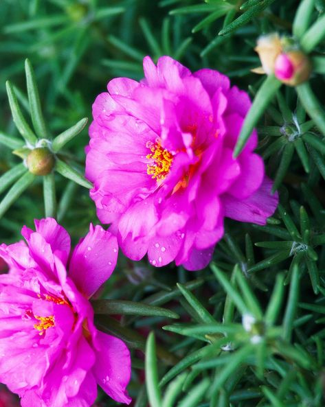 sundial-fuchsia-moss-roses-9e12b4ab Arizona Landscaping, Portulaca Flowers, Moss Roses, Rose Like Flowers, Rose Moss, Rose Pink Flower, Portulaca Grandiflora, Growing Moss, Edging Plants