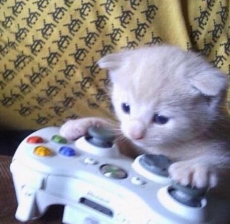 Meme Chat, Katt Grejer, Gamer Cat, Silly Cats Pictures, Cat Icon, Silly Animals, Cat Aesthetic, Funny Cute Cats