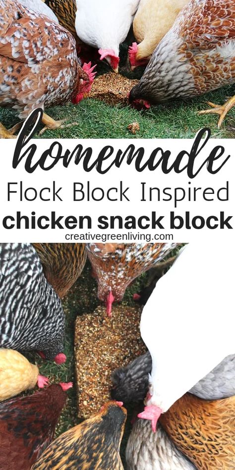 Homemade Chicken Treats, Chicken Feed Recipe, Organic Chicken Feed, Flock Block, Recipes For Winter, Chicken Flock, Chicken Snacks, Chicken Treats, Raising Backyard Chickens