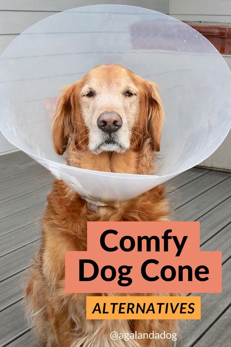 A golden retriever in a plastic dog cone.  Text reads comfy dog cone alternatives. Cones For Dogs Homemade, Alternatives To Cones For Dogs, Pool Noodle Dog Cone, Cone Alternative For Dogs Diy, E Collar Alternative Dogs Diy, Diy Dog Cone Alternatives, Diy Dog Cone, Homemade Dog Cone, Cone Of Shame Alternatives